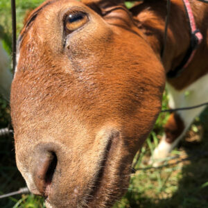 photo Brown Eyed Girl - Taken at goat enclosure on  July 18, 2018 by Ben Hayes