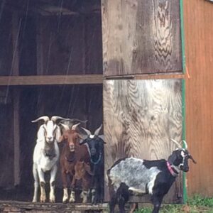 photo Goats in the Rain - Taken on May 18, 2018 by Monica Doyle