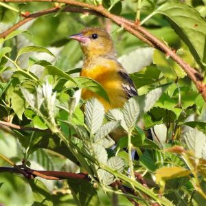 photo Orchard Oriole in the Blackberry Bush - Taken in the lower pasture by a fence in July 12, 2018 by Mary Gallo