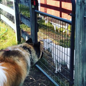 photo Besties in the Making - Tifa the Long Coat Akita Meets her first Goat taken on  October 13, 2018 by Dawn Szuba