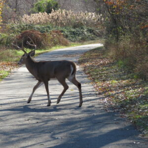 photo Animal Crossing - Taken near the Wildflower Train on November 11, 2018 by Angel Douberly