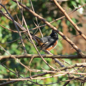 photo Winter Holdover - Taken near the Wildflower Train on November 11, 2018 by Angel Douberly