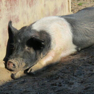 photo Lazy Sunday - Taken on November 11, 2018 by Angel Douberly