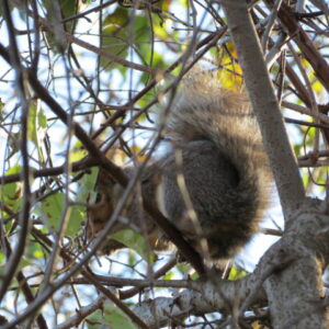 photo You Can’t See Me! - Taken near the Wildflower Train on November 11, 2018 by Angel Douberly