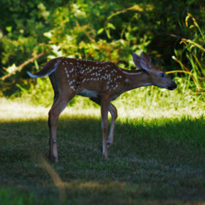 photo Sunset Faun - Taken on Blackberry Trail on July 18, 2018 by Dominic “Mickie” Vigneri