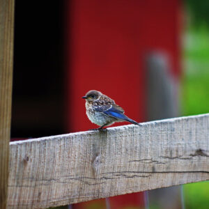 photo Young Bluebird on Fence - Taken on near back cow/goat pastures on July 29, 2018 by Dominic “Mickie” Vigneri