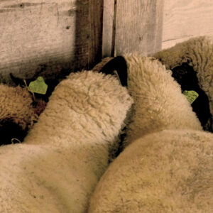 photo Sheep at Trough - Taken on October 31, 2018 by Mark Laster