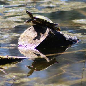 photo 1-2-3 Stretch - We took the Blackberry Trail to Bunks Pond.  Even though it was still early in the year, many turtles were out.  This one was doing its Spring stretch.  Taken on  March 31, 2018 by Mirjam Spaar