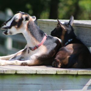 photo What a Baaa-tiful Day - It was a gorgeous day and this goat just seemed to be loving his time out in the sun.  Taken on August 29,2018 by Mirjam Spaar