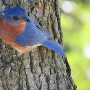 photo Curious Bluebird - Taken in the afternoon on July 7, 2018 while I was sitting on the swing outside the visitor’s center.  The bluebird landed on the tree trunk right in front of me and clung to it for several minutes, watching me as I took pictures of him. by Karen Schoenhaar