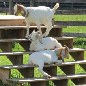 photo One Step at a Time - Goats relaxing on the steps in the field near the silos. Taken on  August 24, 2018 by Karen Schoenhaar