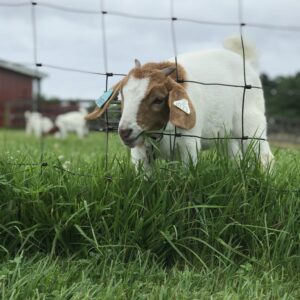 photo Sneakin’ a Snack - Taken on June 22, 2018 by Nora Farley