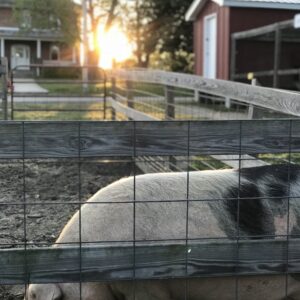 photo Supper at Sunset - Taken on May 8, 2018 by Nora Farley
