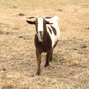 photo Hello - As we approached the pasture  is goat came toward us, taken on November 24, 2018 by June Morris