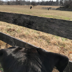 photo Puppy’s First Time Seeing Cows - Taken by the pasture off the main trail by the Blackberry Trail on December 13,2018 by Eryn Penn