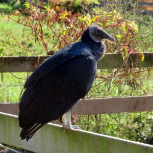photo Vulture - Taken near pig pen on October 19, 2018 by John E Murphy