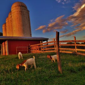 photo Goats in the Field - Taken from the road separating the pasture from the athletic fields on June 23, 2018 by Matthew Beziat
