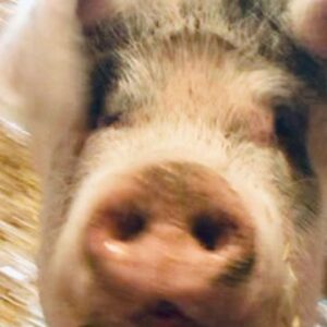 photo Happy Hog - Taken on December 27, 2018 by Caroline Herschelman