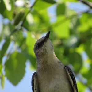 photo Are You Mocking Me? - Taken of a Northern Mockingbird on May 15, 2018 by Robert McGovern
