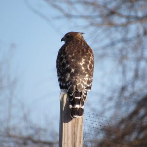 photo Posting Up - Taken in the Community Gardens on December 27, 2018 by Robert McGovern