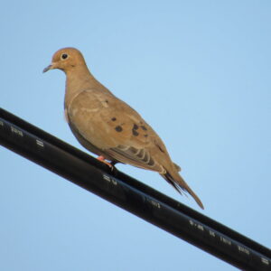 photo Bird on a Wire - Taken on top of hill by Visitors Center on September 19, 2018 by Robert McGovern