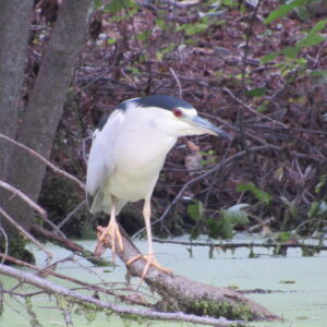 photo Fishing - Taken at Bunks Pond on July 30,2018 by Robert McGovern