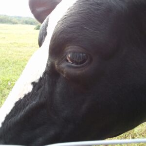 photo An Eye on You - Taken on September 21,2018 by Tricia Withrow