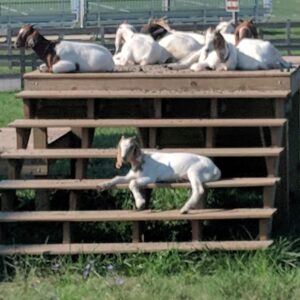 photo Hangin' Out - Taken on  August 5, 2018 by Stephanie St. Clair