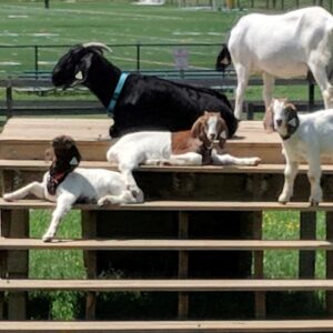 photo The Gang's All Here - Taken on May 20,2018 by Stephanie St. Clair