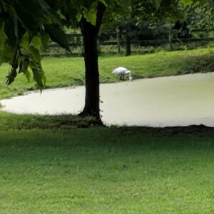 photo The Swan - Taken on  July 28, 2018 by Stephanie St. Clair