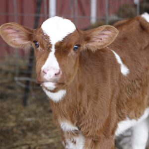 photo Hello There Human - Taken on April 8, 2018 by Megan Somersall