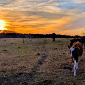 photo Coming Down the Hill - Taken at the cow pasture on December 3, 2018 by Megan Somersall