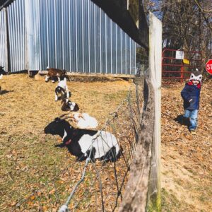 photo Both Sides Of The Fence - Taken at the goat area on March 14, 2018 by Taylor Corona