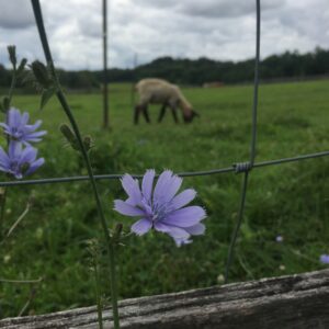 photo Bloomin’ - Taken at the sheep pen on a stormy day on July 23, 2019 by Julianna Kuruc