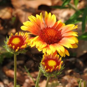 photo Blanket Flowers in the Garden - Taken in the Community Gardens on May 29, 2019 by Mary Gallo