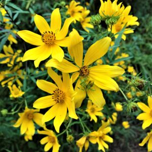 photo Yellow Wildflowers in the Field - Taken in field off paved trail on September 13, 2019 by Mary Gallo
