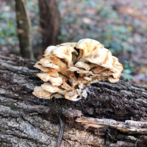 photo Leopard Slug and Fungus on Tree or Stage One Recycling - Taken near the Perimeter Trail behind the announcement board on October 15, 2019 by Katherine Zurlo