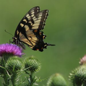 photo Purple is My Favorite Color - Taken on the top of a thistle plant near the pig pen on July 24, 2019 by Mirjam Spaar