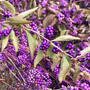photo Berry Purple - Taken at the Girl Scout 911 Memorial on November 2, 2019 by Donna Corcoran