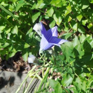 photo Bloomed Morning Glory - Taken at the Kinder Garde on June 23, 2019 by Shannon Keiser