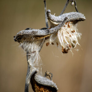 photo Milkweed Pods - Taken near Hidden Pond on December 27, 2019 by Lindsey Mountcastle
