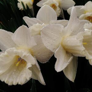 photo White Daffodils - Taken in the Kitchen Garden on April 12, 2019 by Matthew Beziat