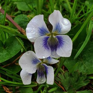 photo Wild Violets - Taken in the field near the Duck Pond on April 12, 2019 by Matthew Beziat