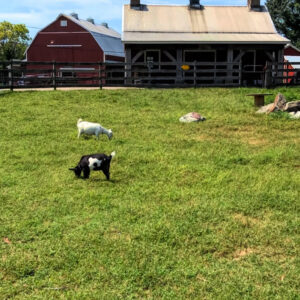 photo Goats Enjoying the Farm Life - Taken at the goat pen near the blacksmith building on August 22, 2019 by Lonnie Kishiyama