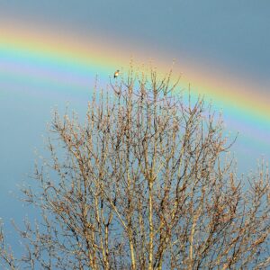 photo Kinder Bluebird Awaits Spring - Taken along the Perimeter Trail on February 24, 2019 by Vinnie Odell