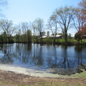 photo Spring View of Pond - The water seemed extra clear this day, the trees were just beginning to get their leaves, and the rest of the farm was visible through the trees.  Taken on April 16, 2019 by Karen Schoenaar