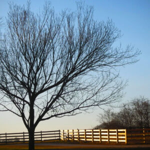 photo Tree and Fence - Taken between farmhouse and cow barn on December 11, 2019 by Mark Laster