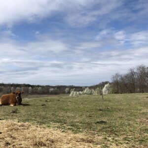photo Dozing Off - White blooms, like snow on treetops as the sun warms a cow into a midday snooze. by Michelle Gaudin