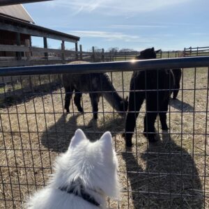 photo What Kind of Dog is That? - Taken on March 26, 2020 by Tiffany J. Erler