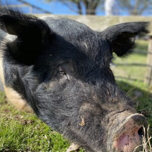 photo Hog, not so Wild 1 - Taken at the pig pen on March 26, 2020 by Tiffany J. Erler